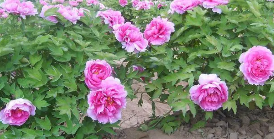 立于2008年，位于美麗的泉城濟南，是一家從事自動